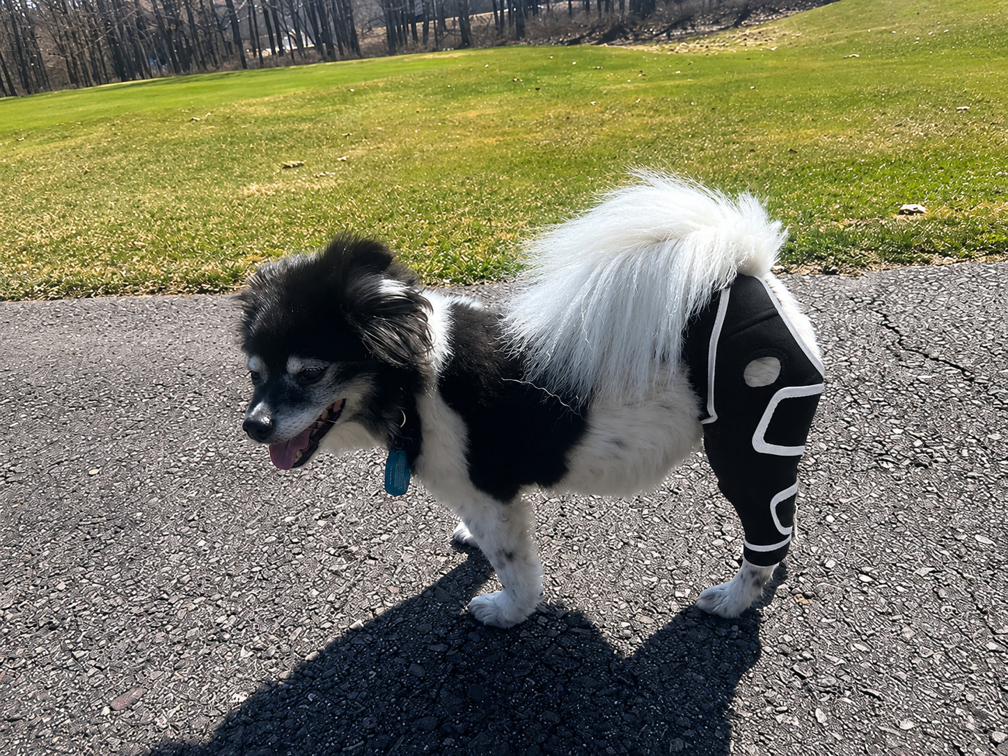 Lispoo Dog Leg Brace review Anne Dudley