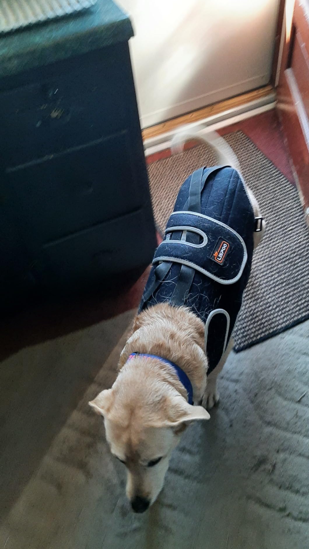 Lispoo Dog Back Brace for IVDD & Spine Support review Jacqueline J Walker 01