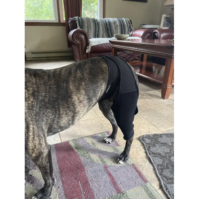Lispoo Dog Rear Leg Brace for Patella Luxation review Wendy