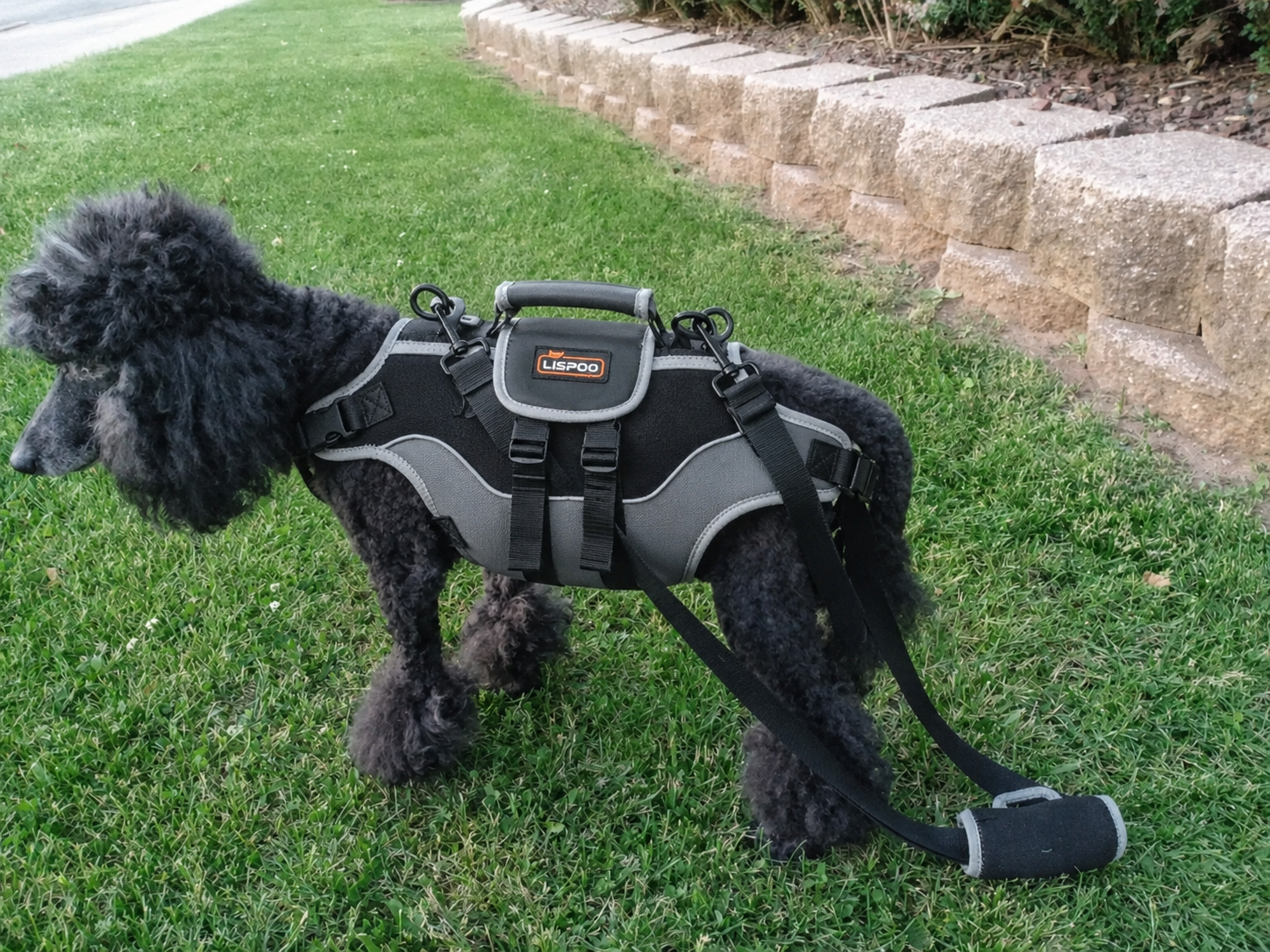 Lispoo Dog Lifting Harness for Disabled & Senior Dogs review Melanie Gagne