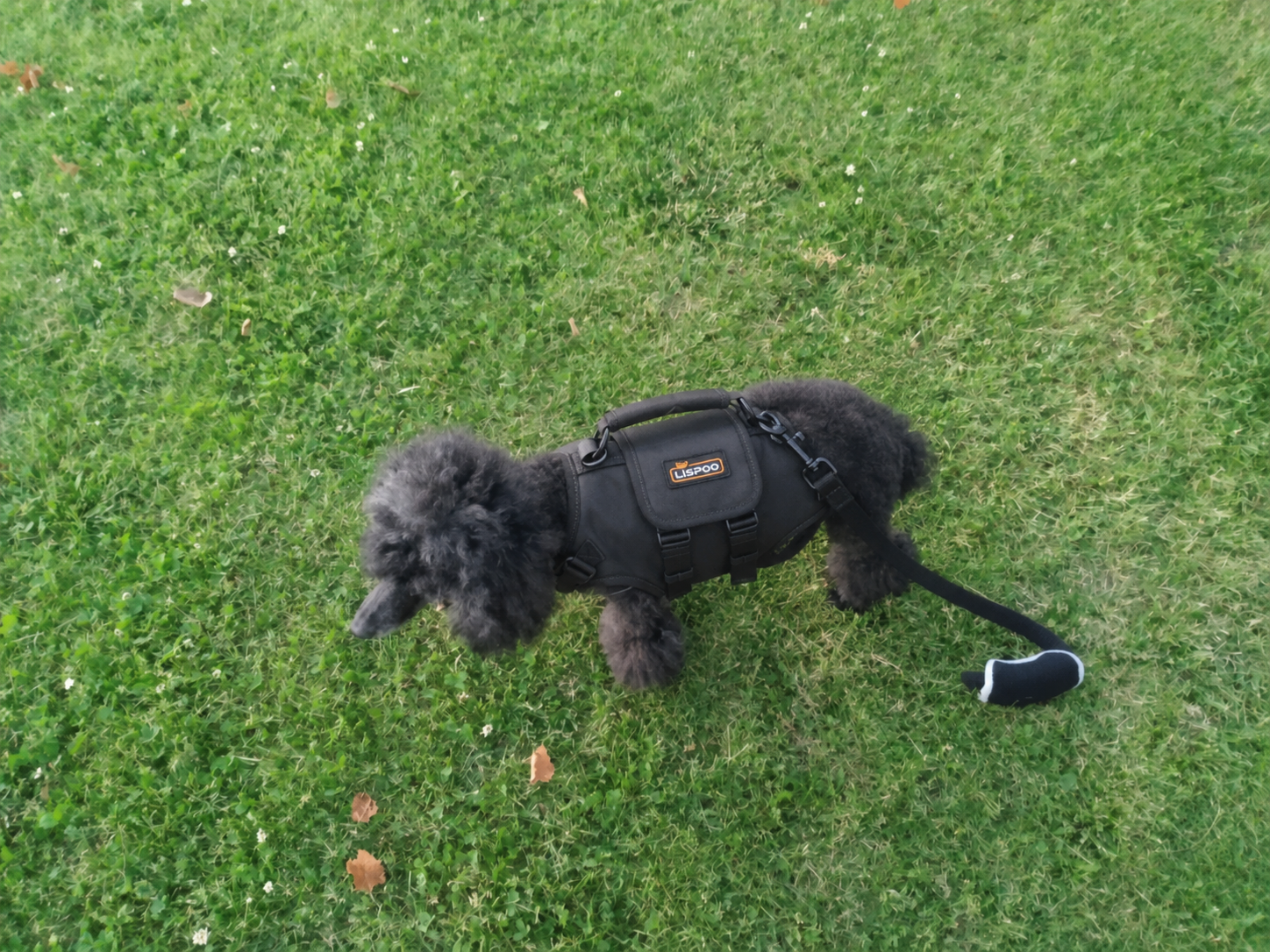 Lispoo Full Body Lift Harness for Dogs review Theresa W Chavez