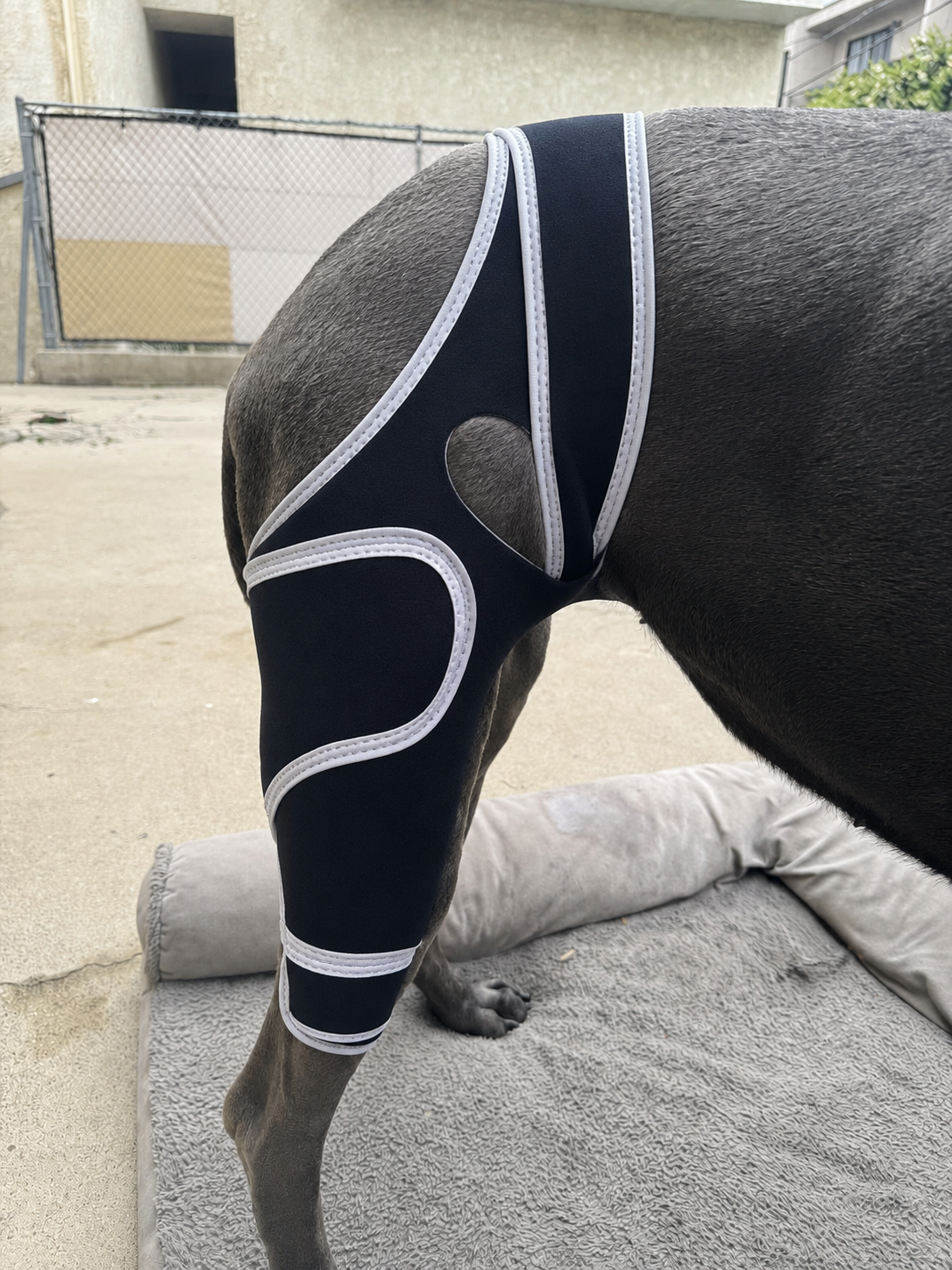 Lispoo Dog Leg Brace review Kyong Head