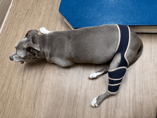 Lispoo Dog Leg Brace review Timothy McGraw