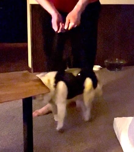 Lispoo Full Body Lift Harness for Dogs review John S Parker