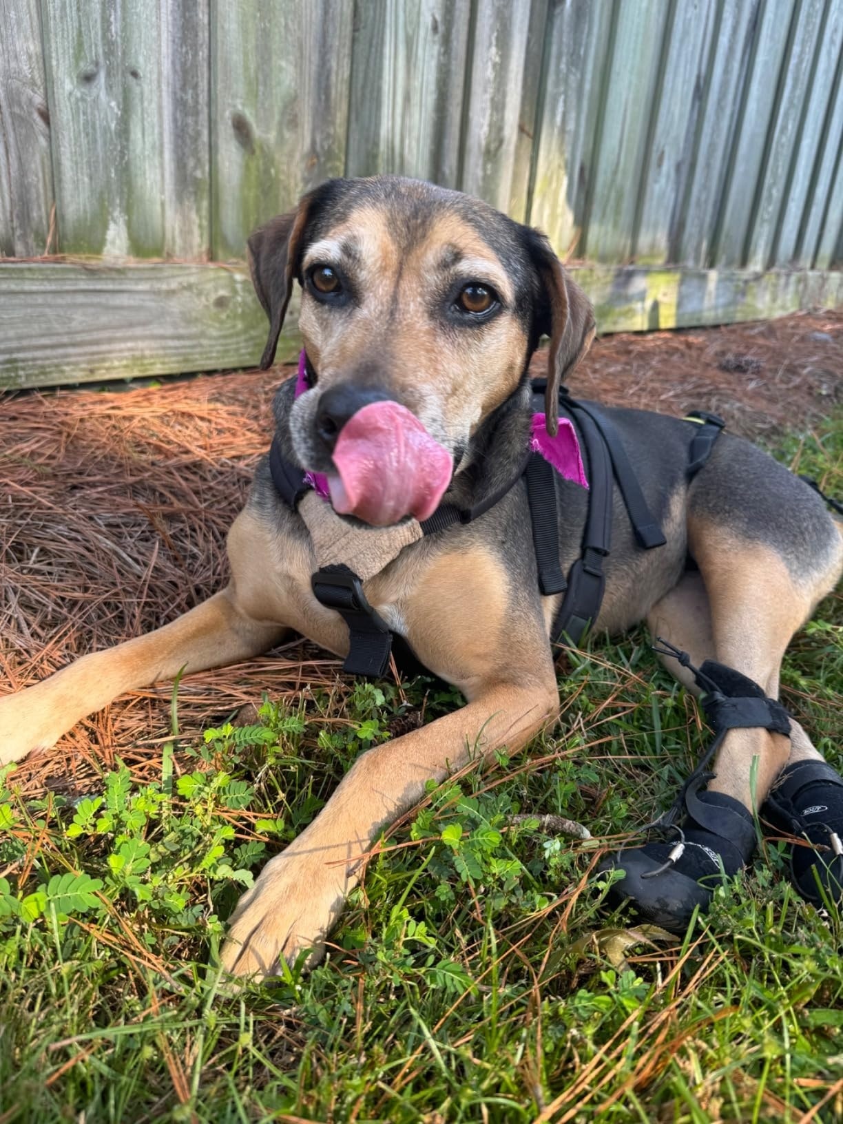 LISPOO Toe-Up Dog Boot Brace for Paw Dragging & Knuckling Support review Eugene Preston