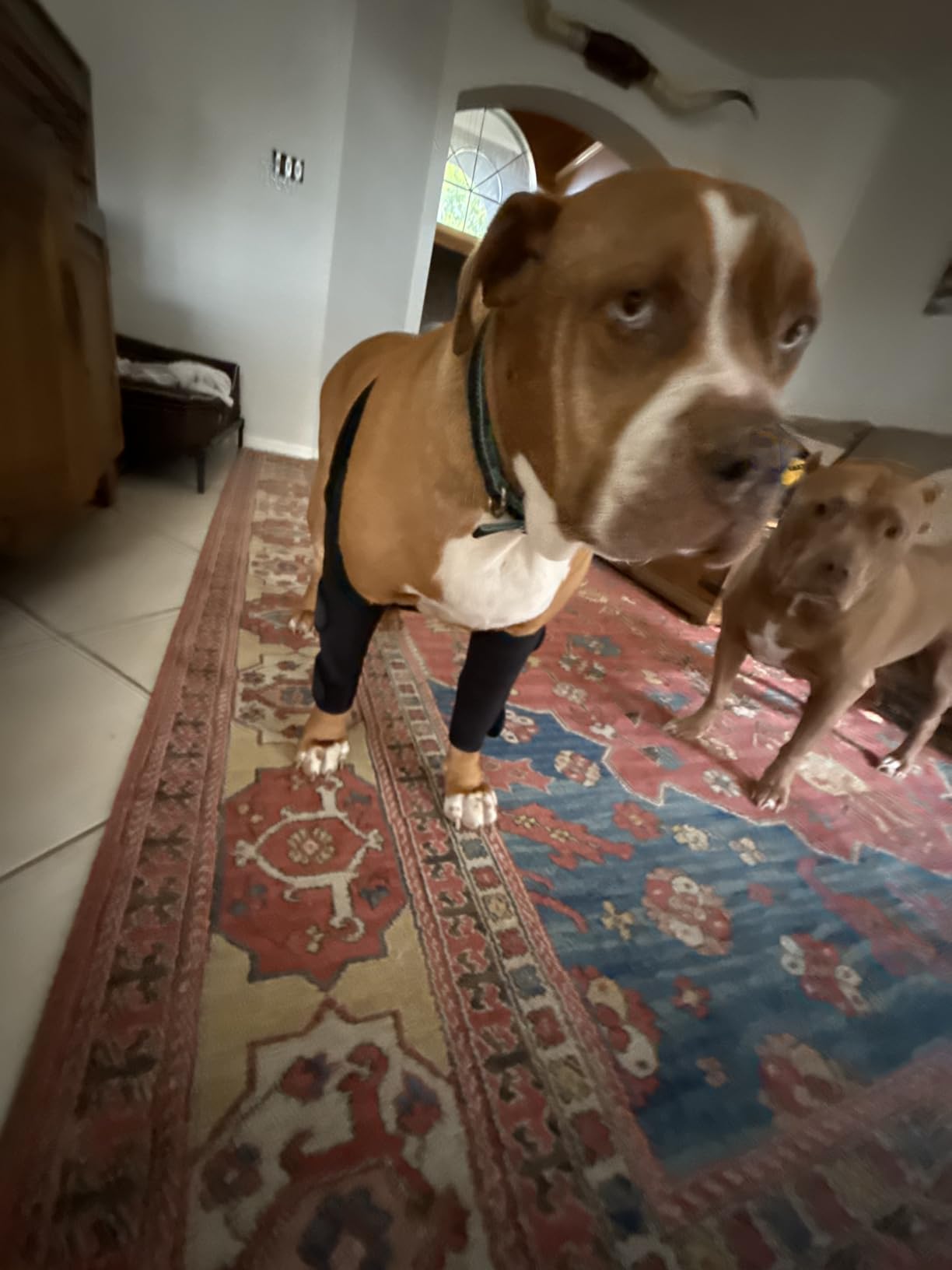 Lispoo Dog Elbow Brace review Randal K Savage 00