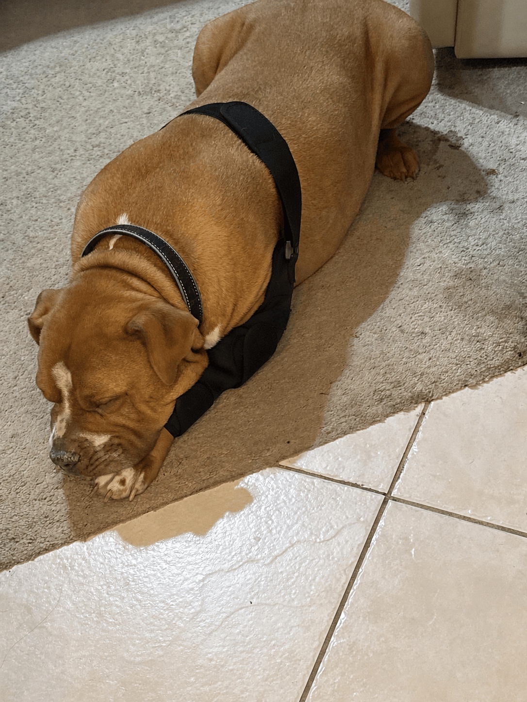 Lispoo Dog Elbow Brace review Randal K Savage 01