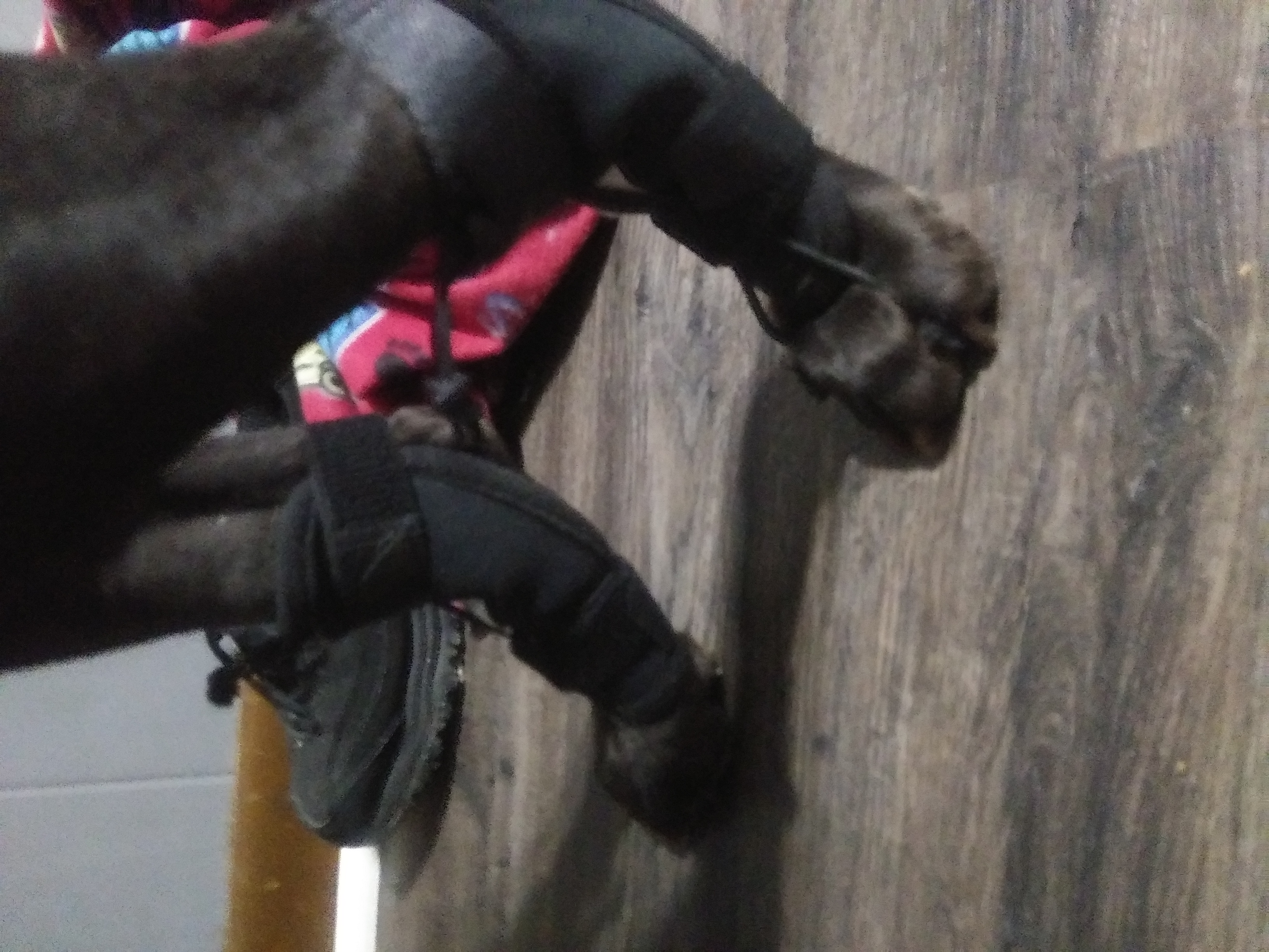 Lispoo Rear No Knuckling Training Sock For Dogs review Jesse G Smith