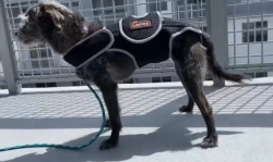 Lispoo Dog Back Brace for IVDD & Spine Support review Helen