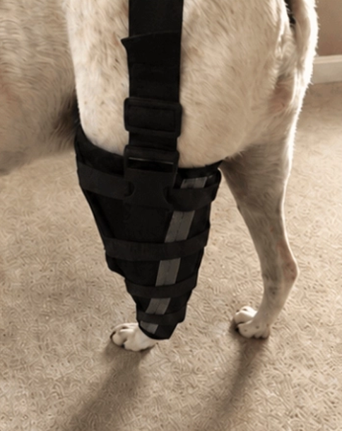 Lispoo Dog Knee Brace for Rear Hind Leg Support review Jamie Hamilton