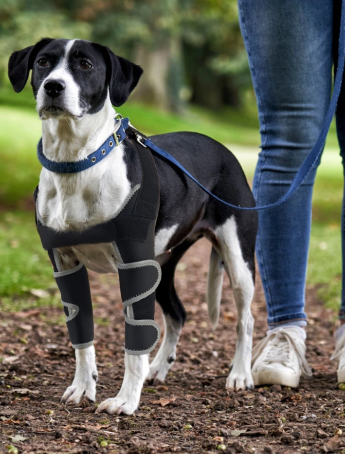 Lispoo Dog Front Elbow Brace review Quuesty