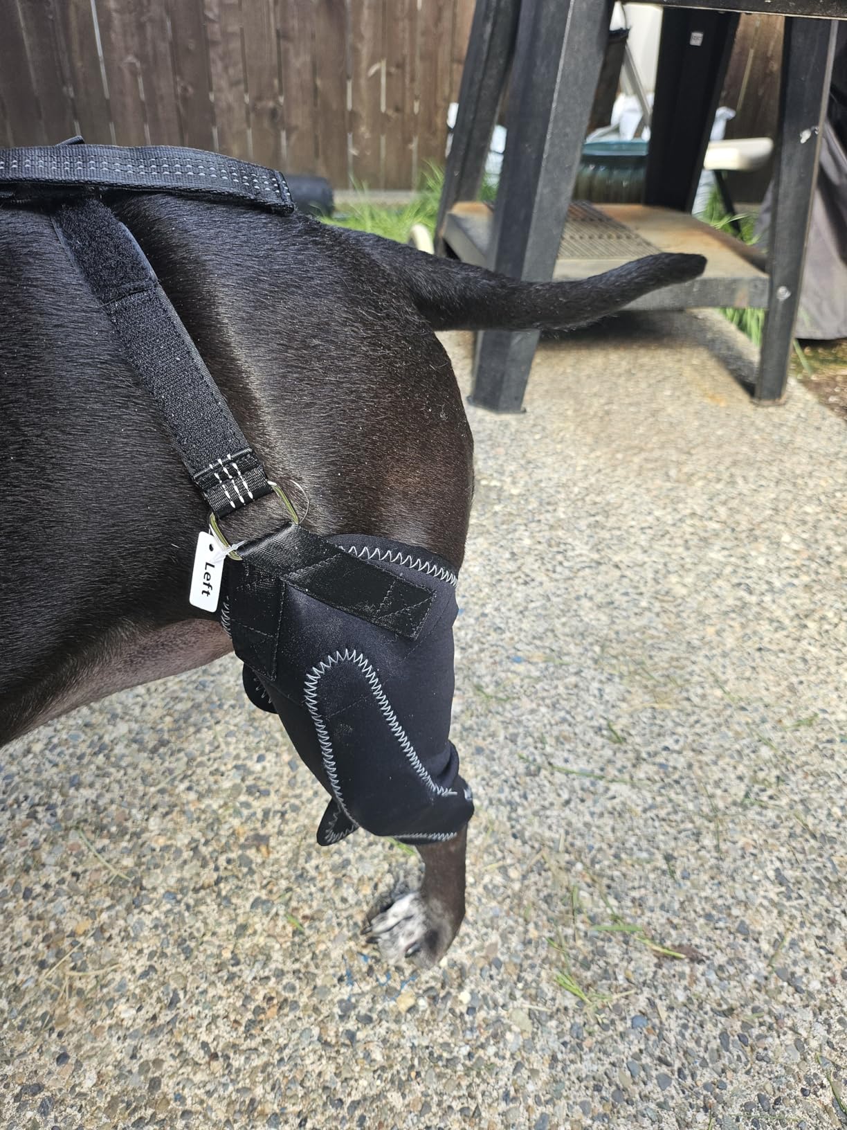 Lispoo Dog Double Knee Brace for Luxating Patella review Islandy