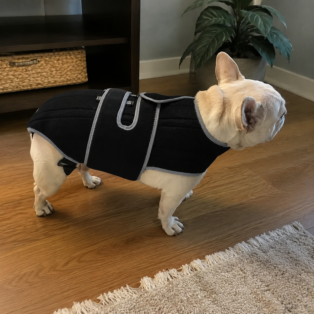 Lispoo Dog Back Brace for IVDD & Spine Support review Douglass Washington
