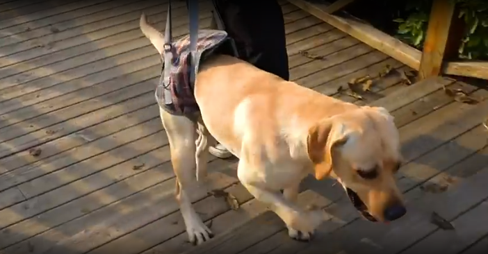 Lispoo Dog Lift Harness for Front Legs review Qustio