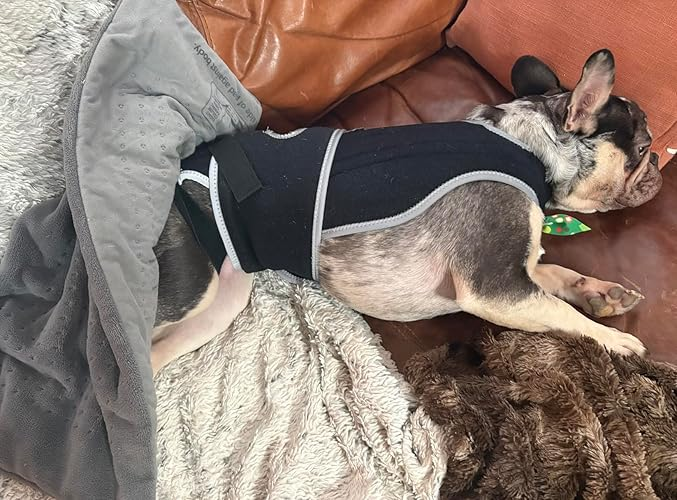 Lispoo Dog Back Brace for IVDD & Spine Support review PETER