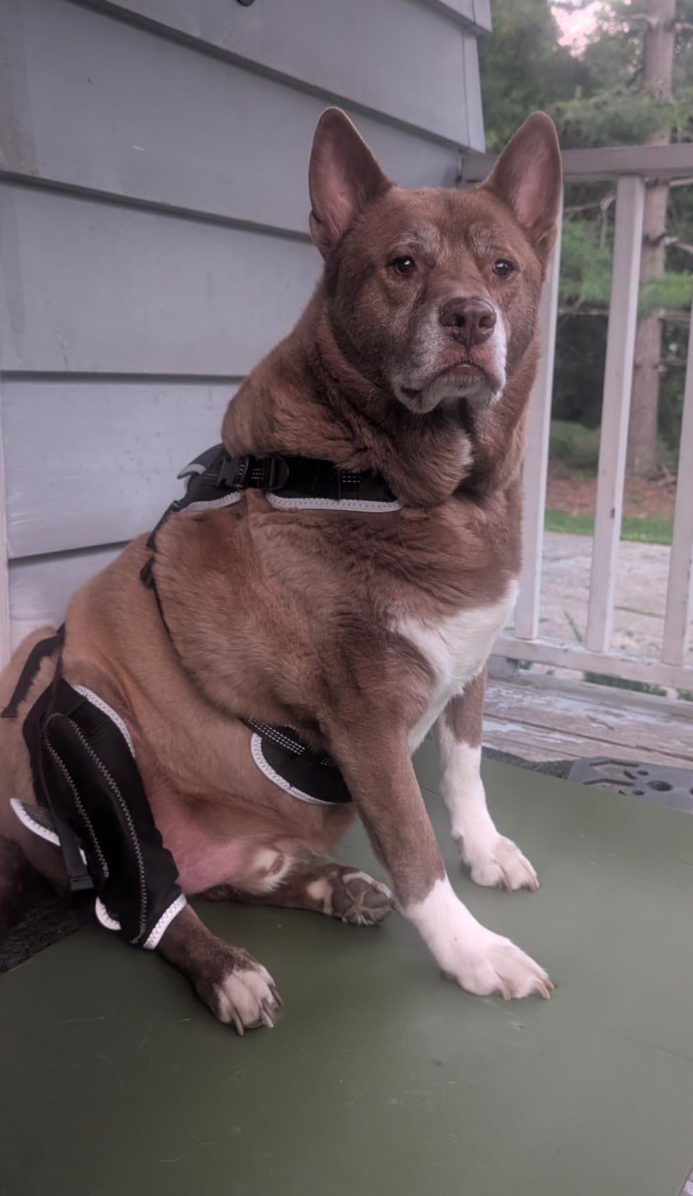 Lispoo Adjustable Dog Rear Leg Brace review Raymond Beers