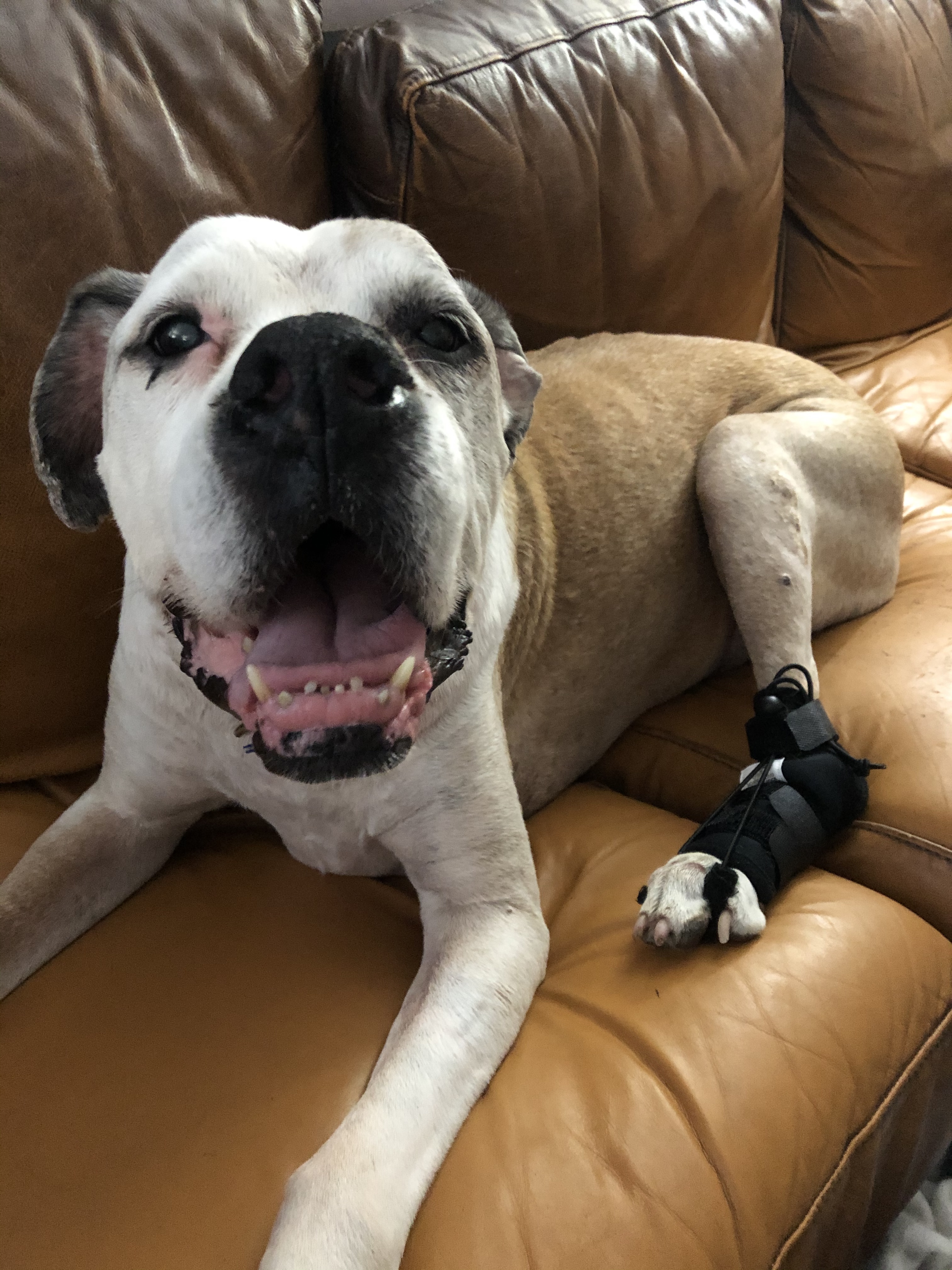 Lispoo Rear No Knuckling Training Sock For Dogs review Lawrence Gresham