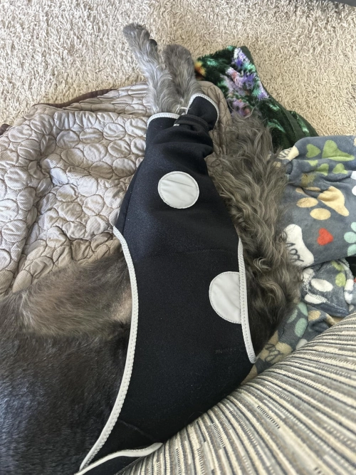 Lispoo Dog Rear Leg Lick‑Guard Sleeve with Reflective Straps review Lottie Lopez