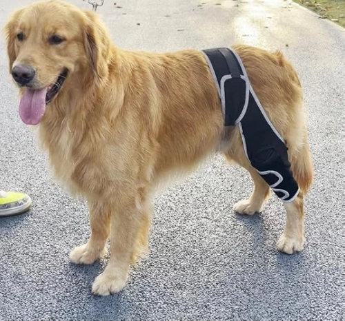 Lispoo Dog Leg Brace review Jesse Smith