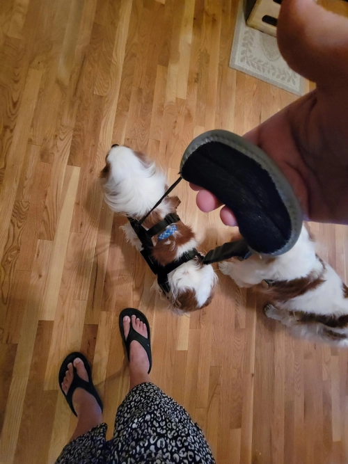 Lispoo Full Body Lift Harness for Dogs review Heather Montgomery