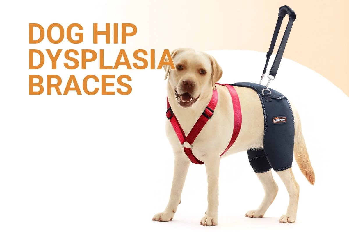 Common Hip Joint Problems in Senior Dogs: Causes and Symptom Grading