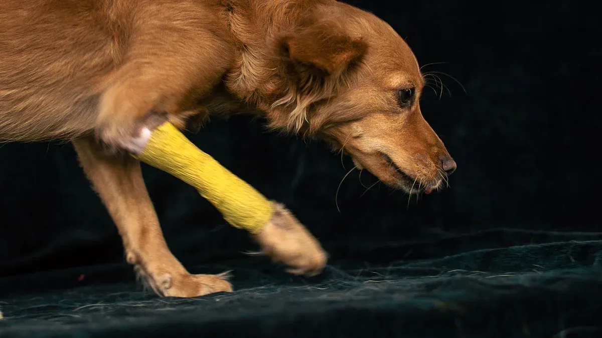 Exploring Hock Support for Dogs and the Differences Between Braces, Wraps, and Rehab Solutions