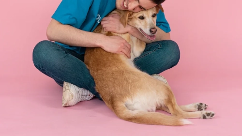 Dog Rear Leg Brace Guide to Types, Benefits, and Choosing the Right Fit