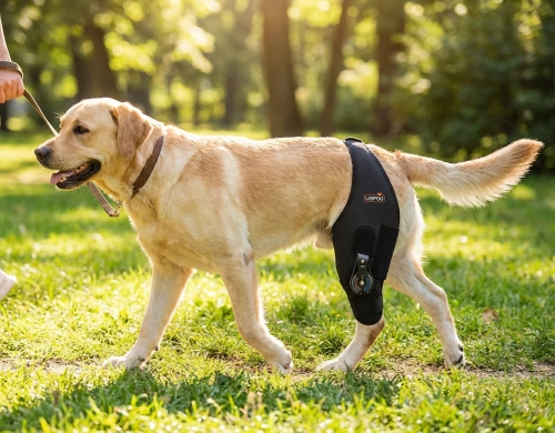 How a Knee Brace for Dogs Supports Recovery and Mobility