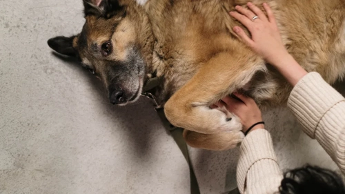 Choosing the Right Dog Leg Brace Rear for Mobility Issues