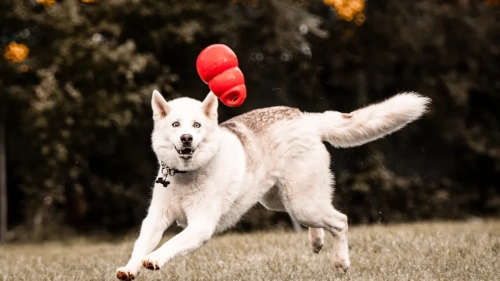 Dog Knuckling 2026 Guide to Causes, Prevention, and Vet-Approved Treatment Options for Families