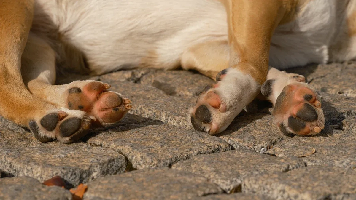 Dog Hock Issues in Dogs A Vet-Informed Guide to Diagnosis, Bracing, and When to Seek Surgery