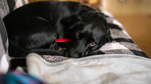 Best dog knee brace for torn ACL: What research says about stability, pain relief, and recovery