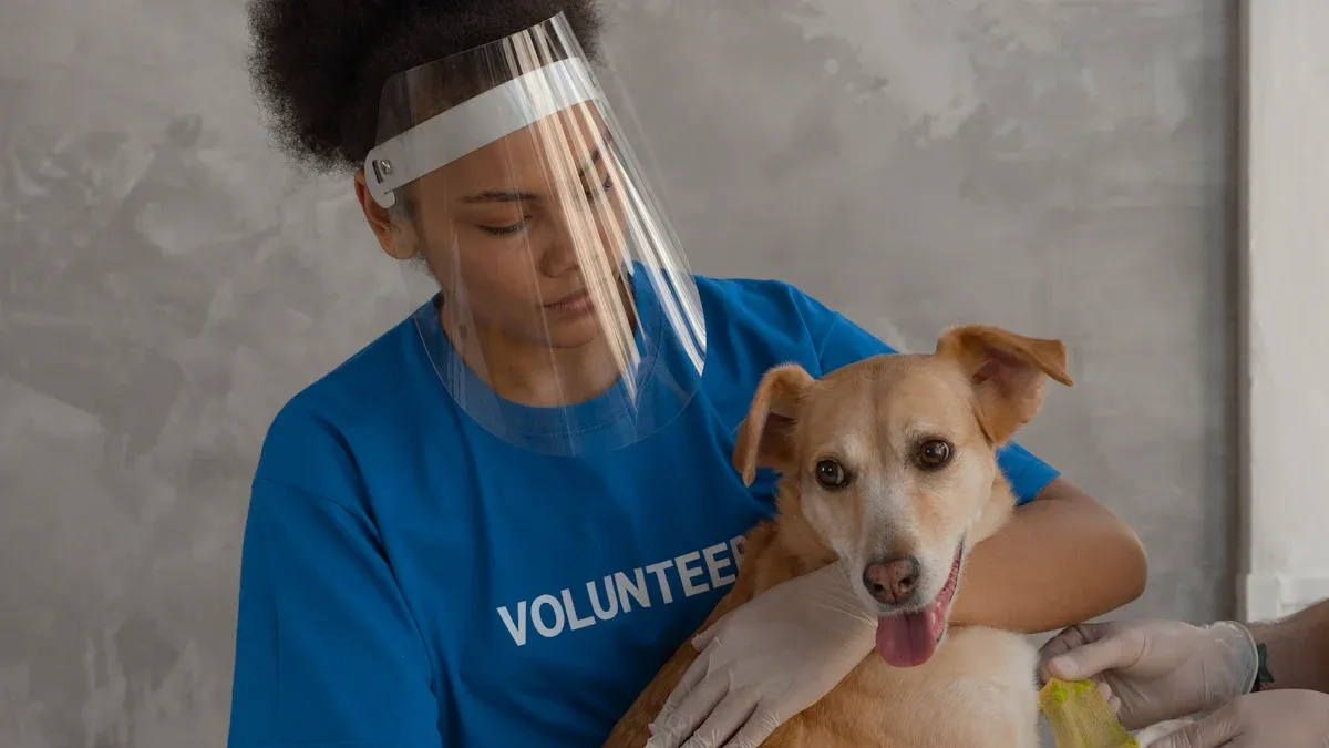 CCL Brace for Dogs or Surgery? How to Choose the Best Option