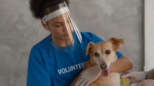 CCL Brace for Dogs or Surgery? How to Choose the Best Option