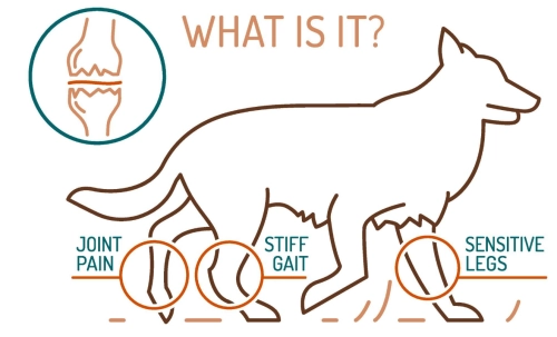 Decoding the Protective Mechanisms of Dog Arthritis Braces