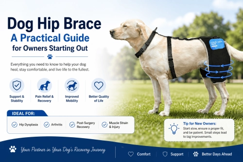Dog Hip Brace A Practical  Guida for Owners Starting Out