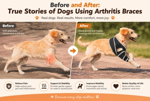 Before and After: True Stories of Dogs Using Arthritis Braces