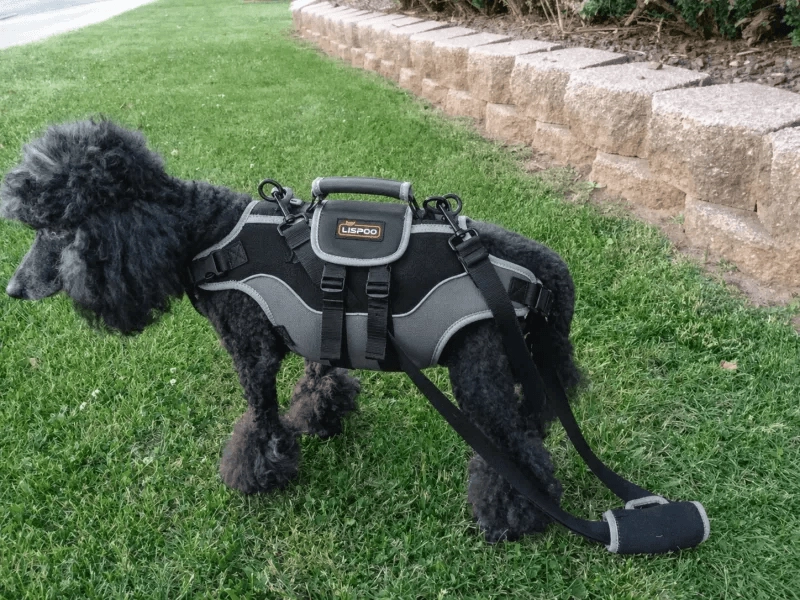 full-body-lifting-harnesses-safer-dog-lifting-support