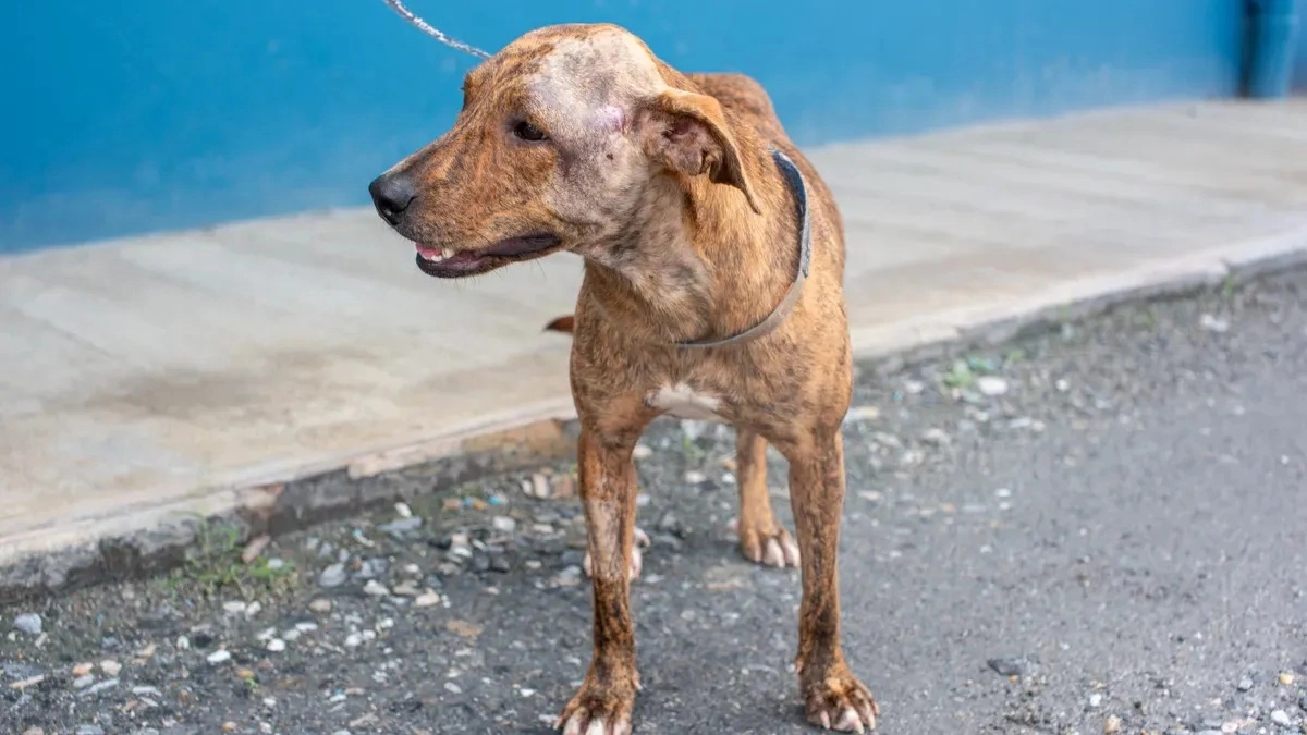 Dog Hock Injury Recovery Options for Limping and Joint Instability