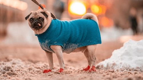 Complete Guide to Canine Stifle Braces and CCL Recovery in Dogs