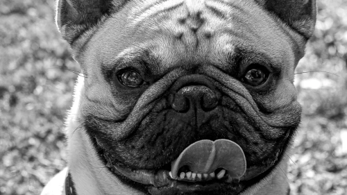 Essential CCL Brace Dog Care Tips for Cleaning, Fit Checks, and Extending Brace Longevity