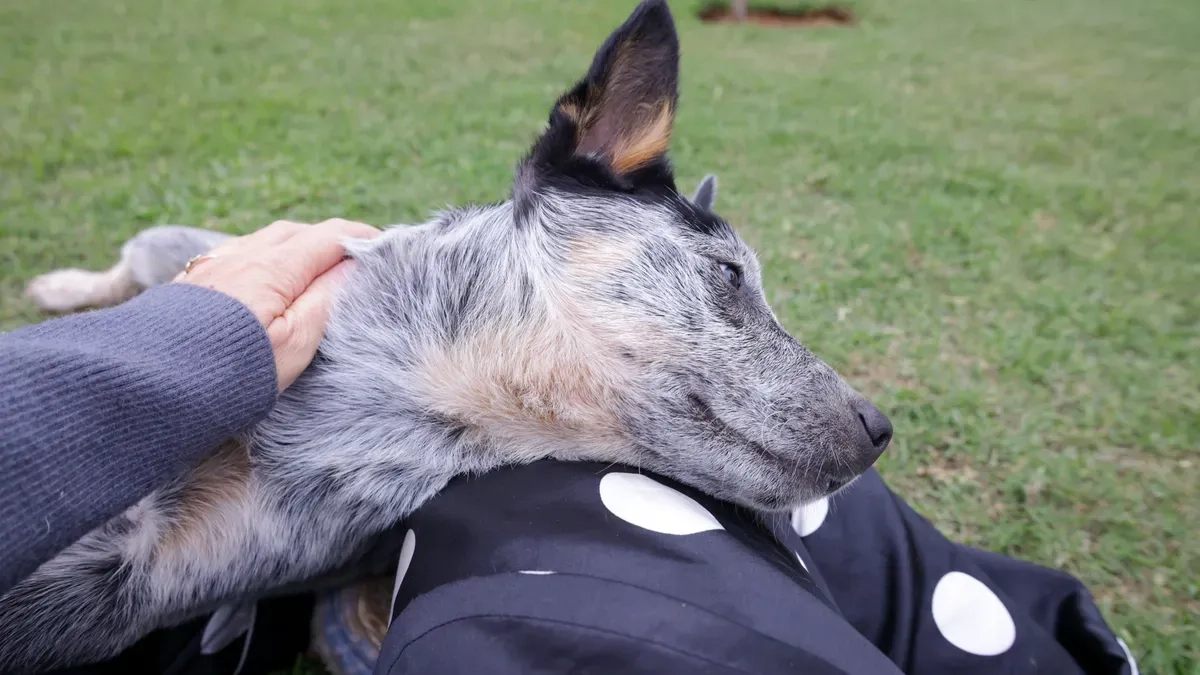 canine-wrist-brace-materials-sizes-support-levels-guide