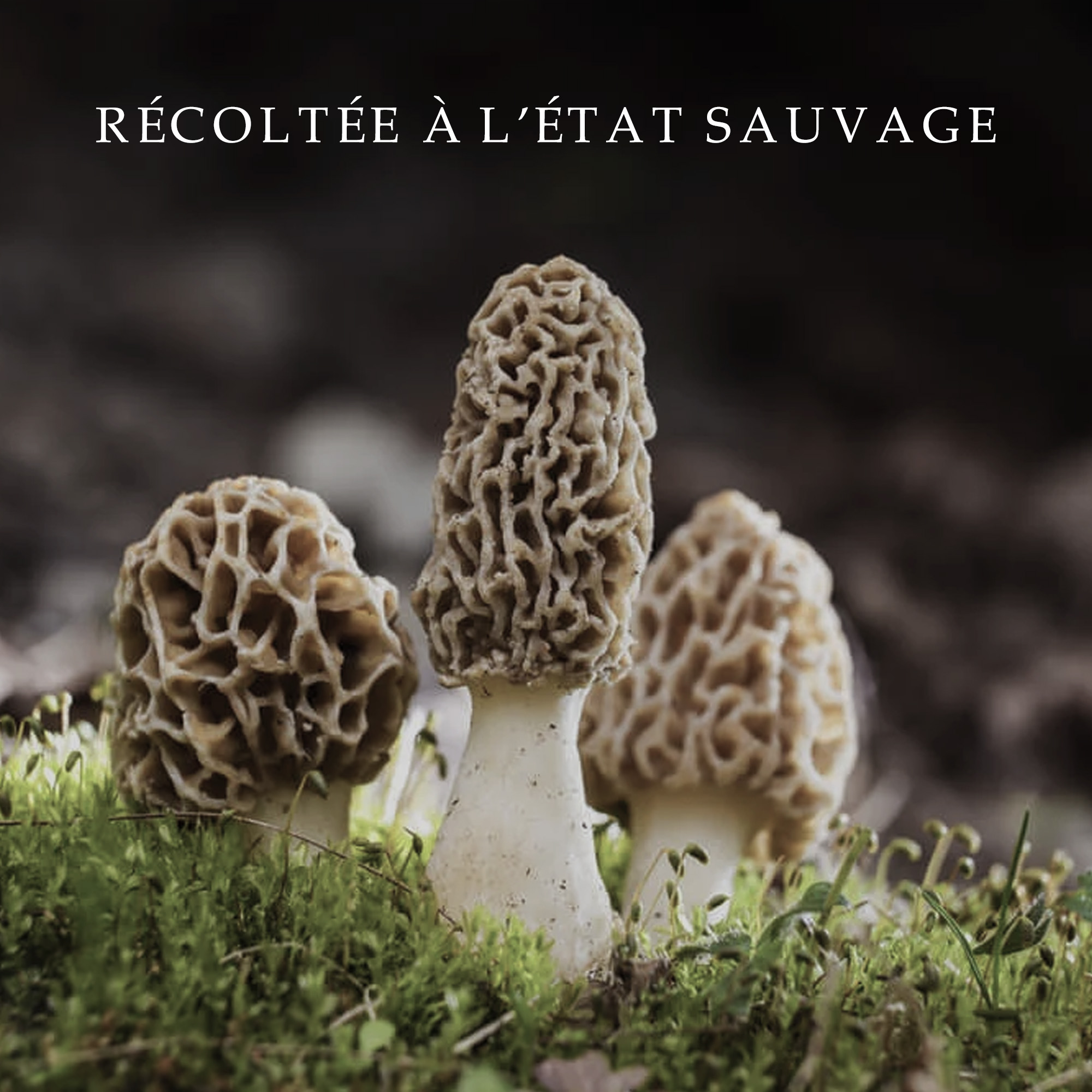 Morilles sauvages séchées sélectionnées à la main avant conditionnement