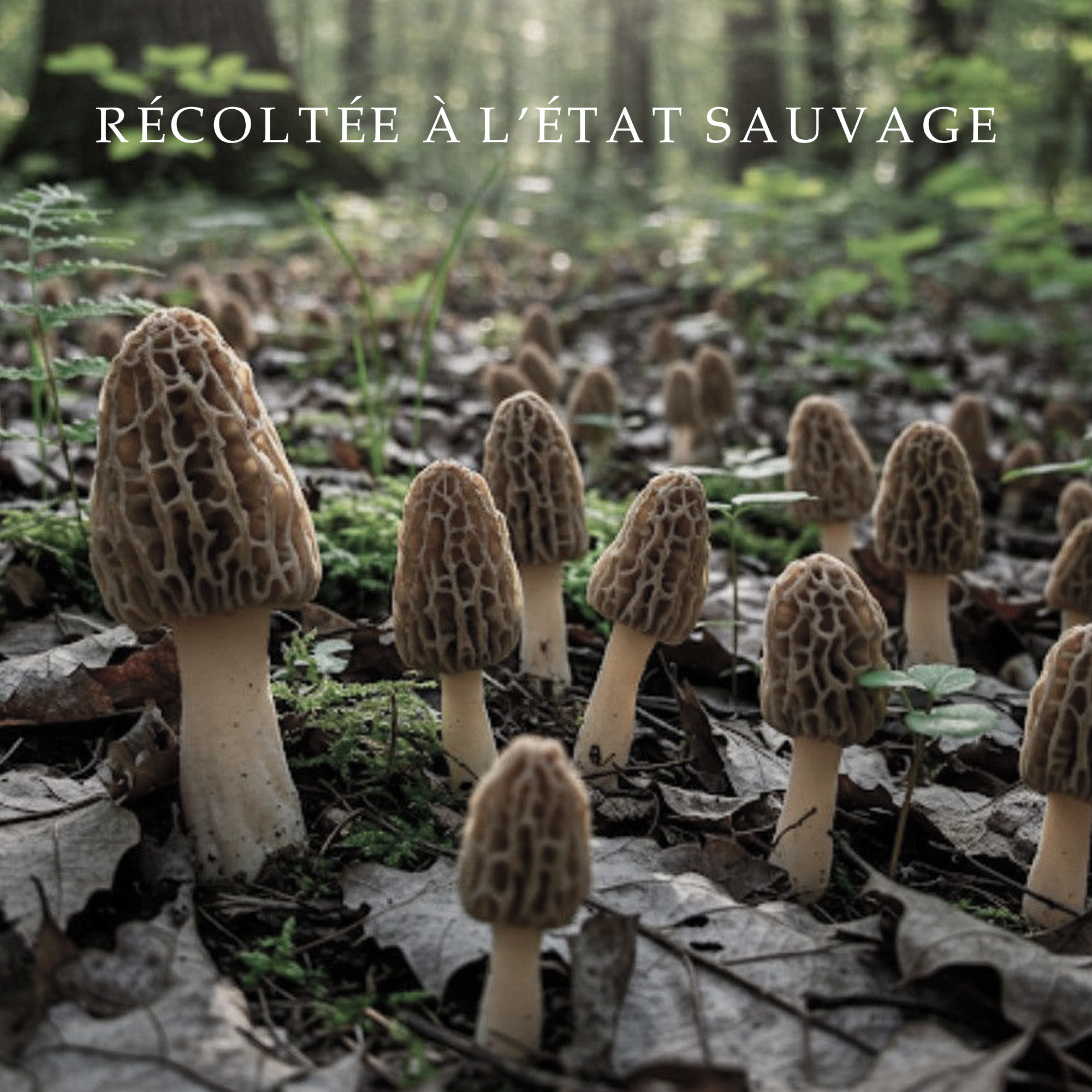 Morilles sauvages poussant naturellement en forêt, récolte traditionnelle