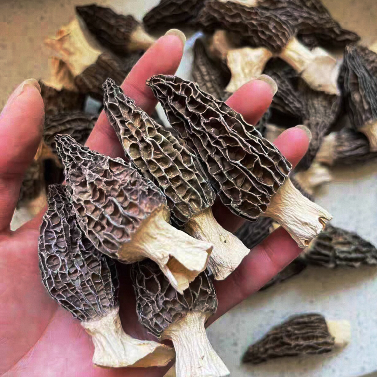 Morilles de Montagne - Sélection Artisanale