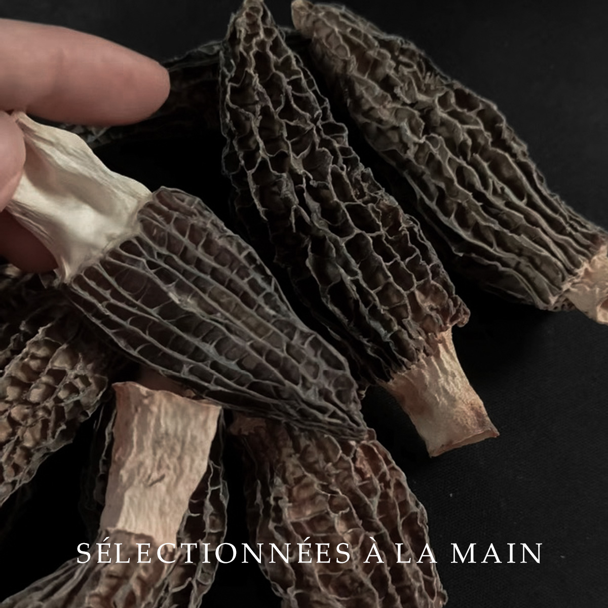 Morilles de Montagne - Sélection Artisanale